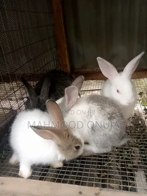 Rabbit for Sales