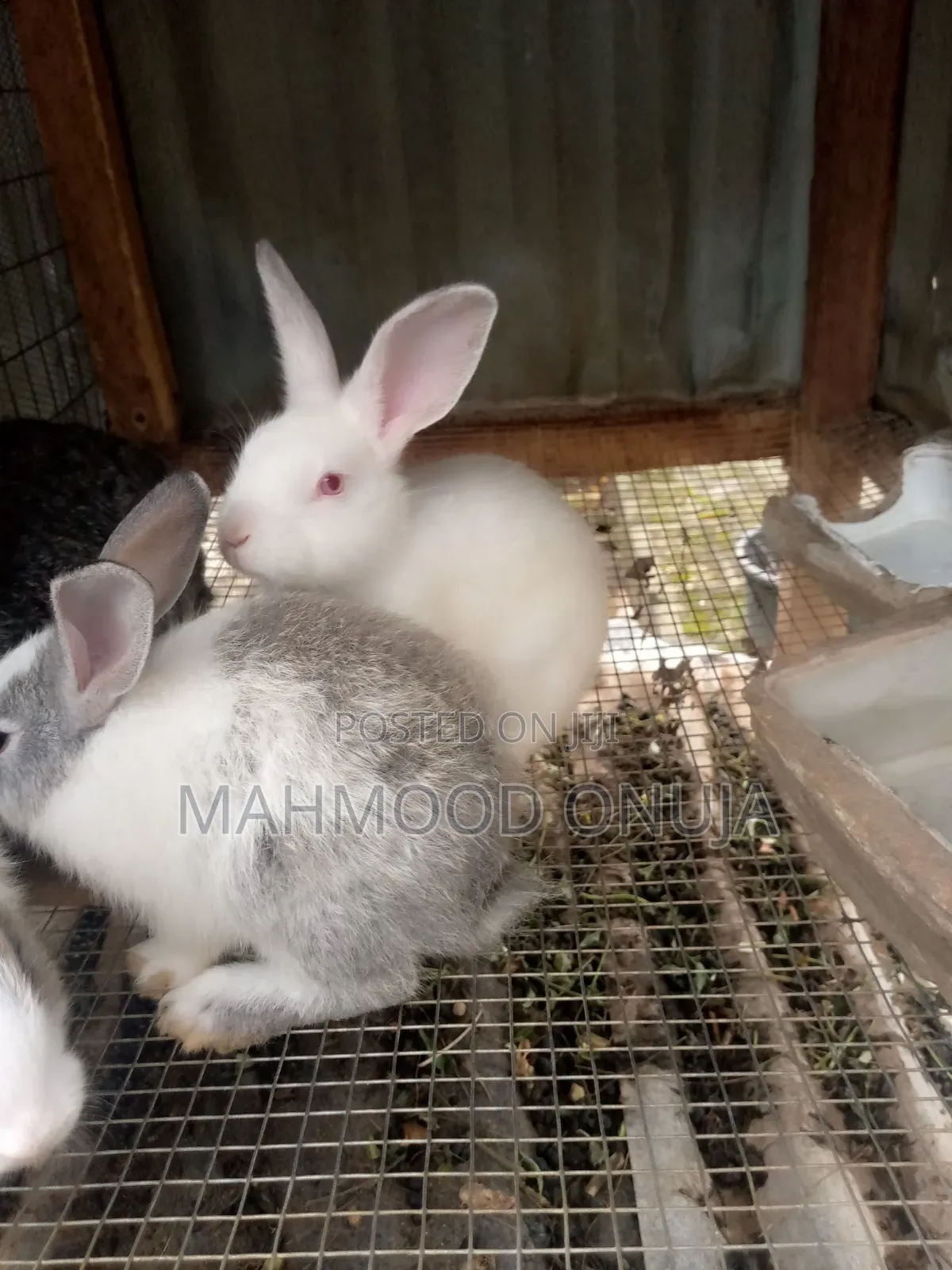 Rabbit for Sales