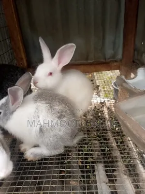 Rabbit for Sales