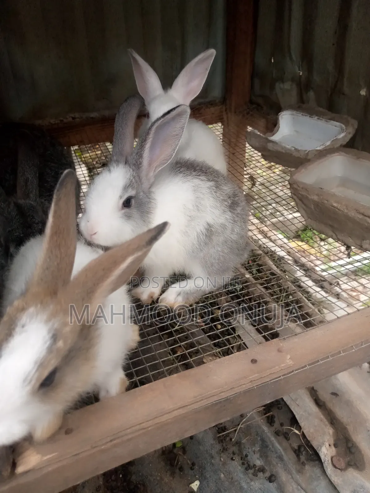 Rabbit for Sales