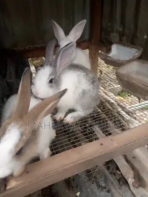Rabbit for Sales