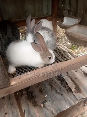 Rabbit for Sales