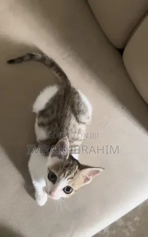1-3 months Female Mixed Breed American Shorthair