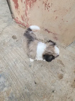 1-3 months Female Purebred Lhasa Apso