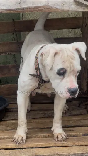 1-3 months Female Purebred Dog