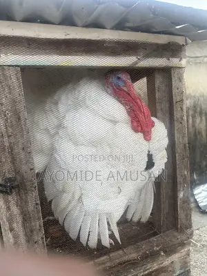Turkey Almost 2 Years Old for Sale