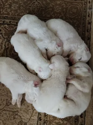 0-1 month Male Purebred American Eskimo