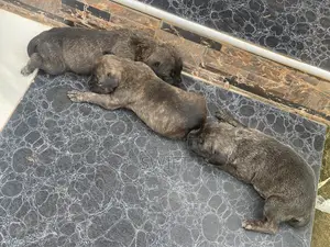 0-1 month Female Purebred Cane Corso