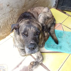 1+ year Male Mixed Breed Boerboel