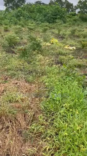 30 Acres of Land for Lease in Oyo State