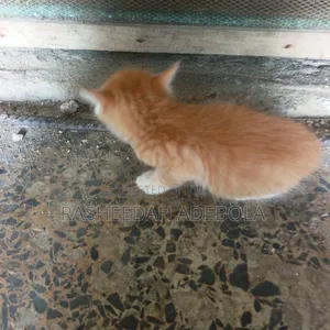 0-1 month Male Mixed Breed Tabby