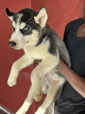 3-6 months Male Purebred Siberian Husky