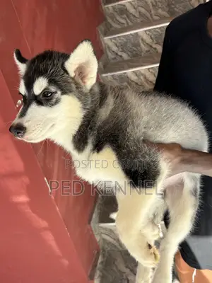 3-6 months Female Purebred Siberian Husky