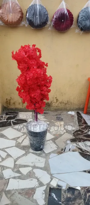 Beautiful Flower at Affordable Price