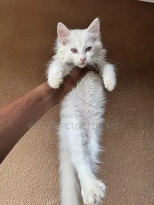 1-3 months Female Purebred Persian