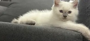 1-3 months Female Purebred British Shorthair