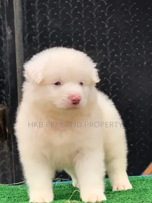 1-3 months Male Purebred American Eskimo