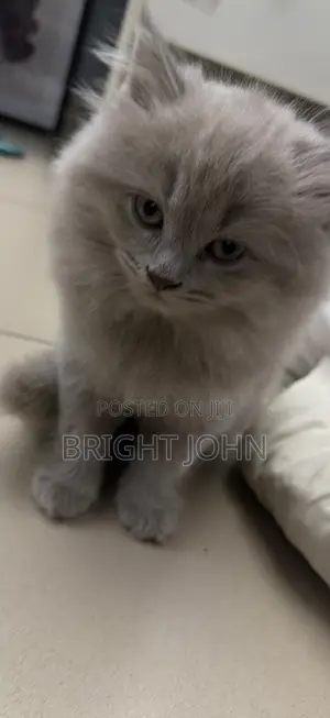1-3 months Female Purebred British Shorthair