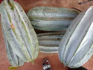 Fresh Ugwu Ugu Seed Pods for Planting – Fluted Pumpkin Seeds