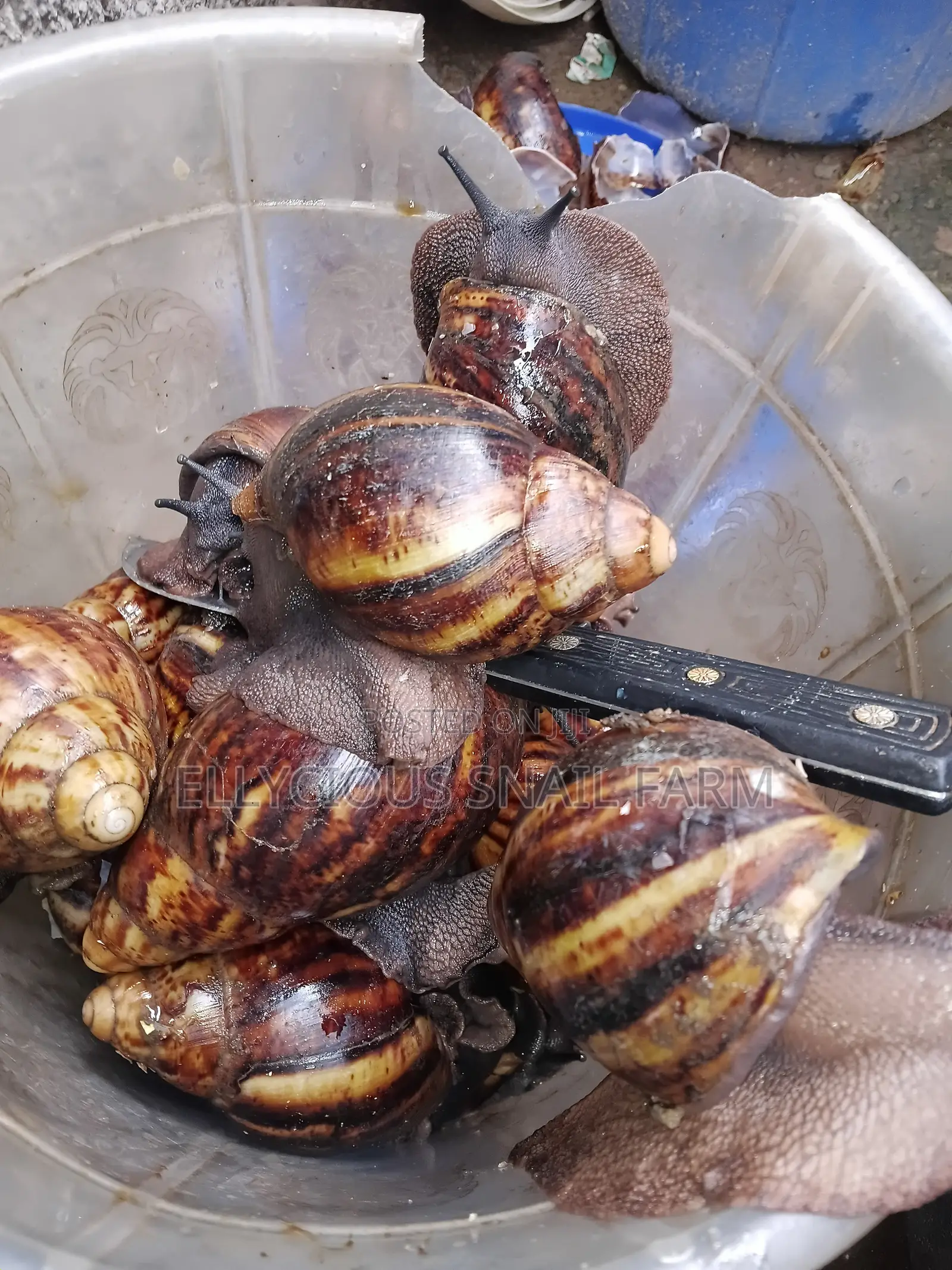 Live Snails