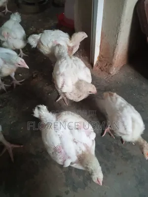 Healthy Broilers Chickens for Sell in Lafia