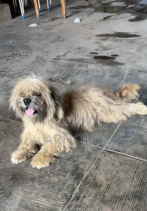 1+ year Male Purebred Lhasa Apso