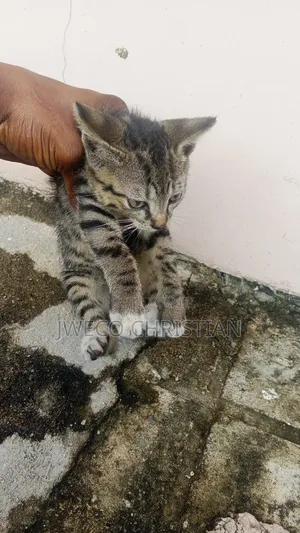 1-3 months Female Purebred Tabby