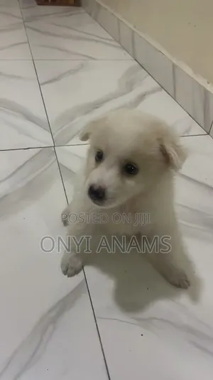 1-3 months Male Purebred American Eskimo