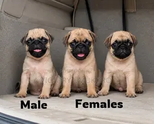 1-3 months Female Purebred Pug