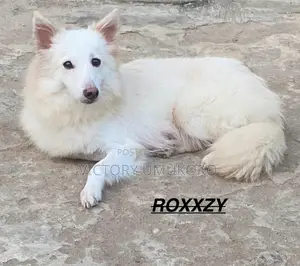 1+ year Female Purebred American Eskimo