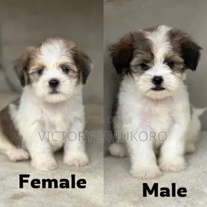 1-3 months Female Purebred Lhasa Apso