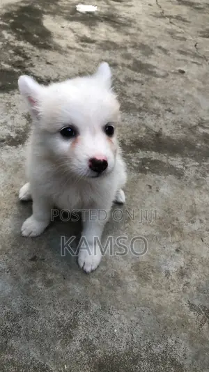1-3 months Male Purebred American Eskimo