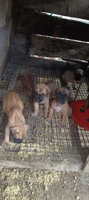 1-3 months Female Purebred Boerboel