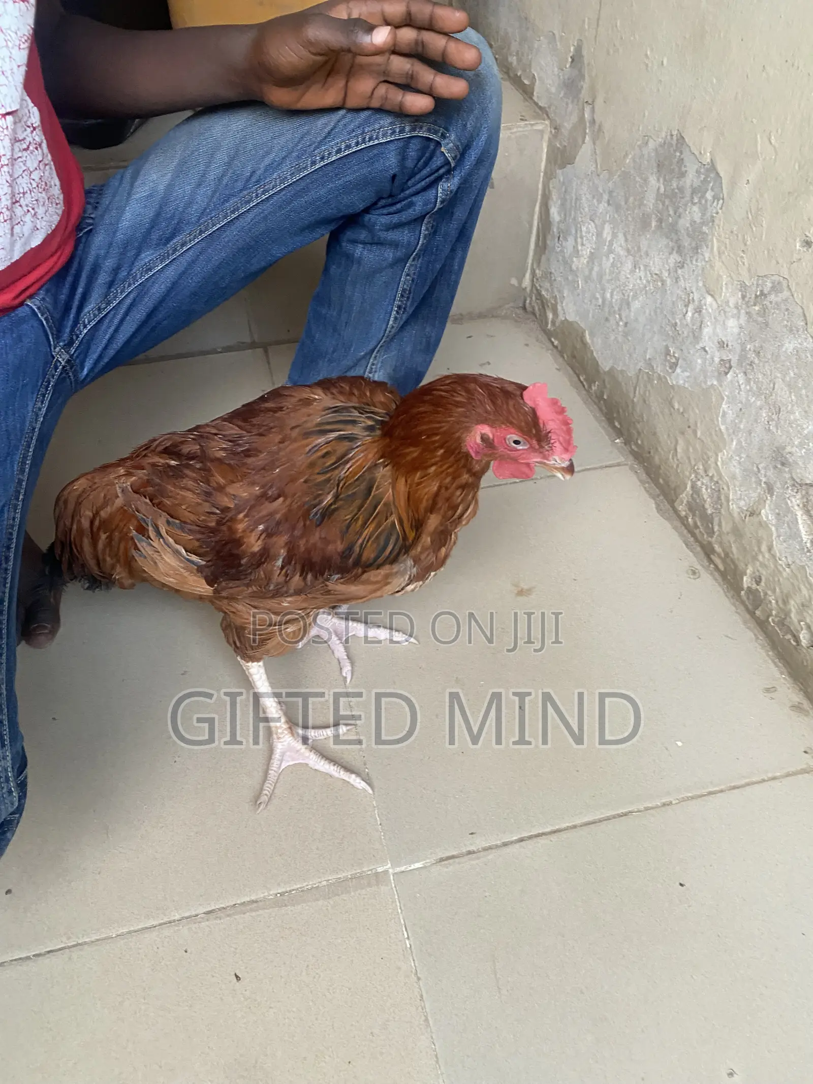 Live Noiler Chickens