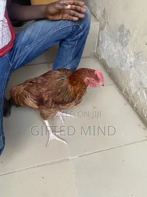 Live Noiler Chickens