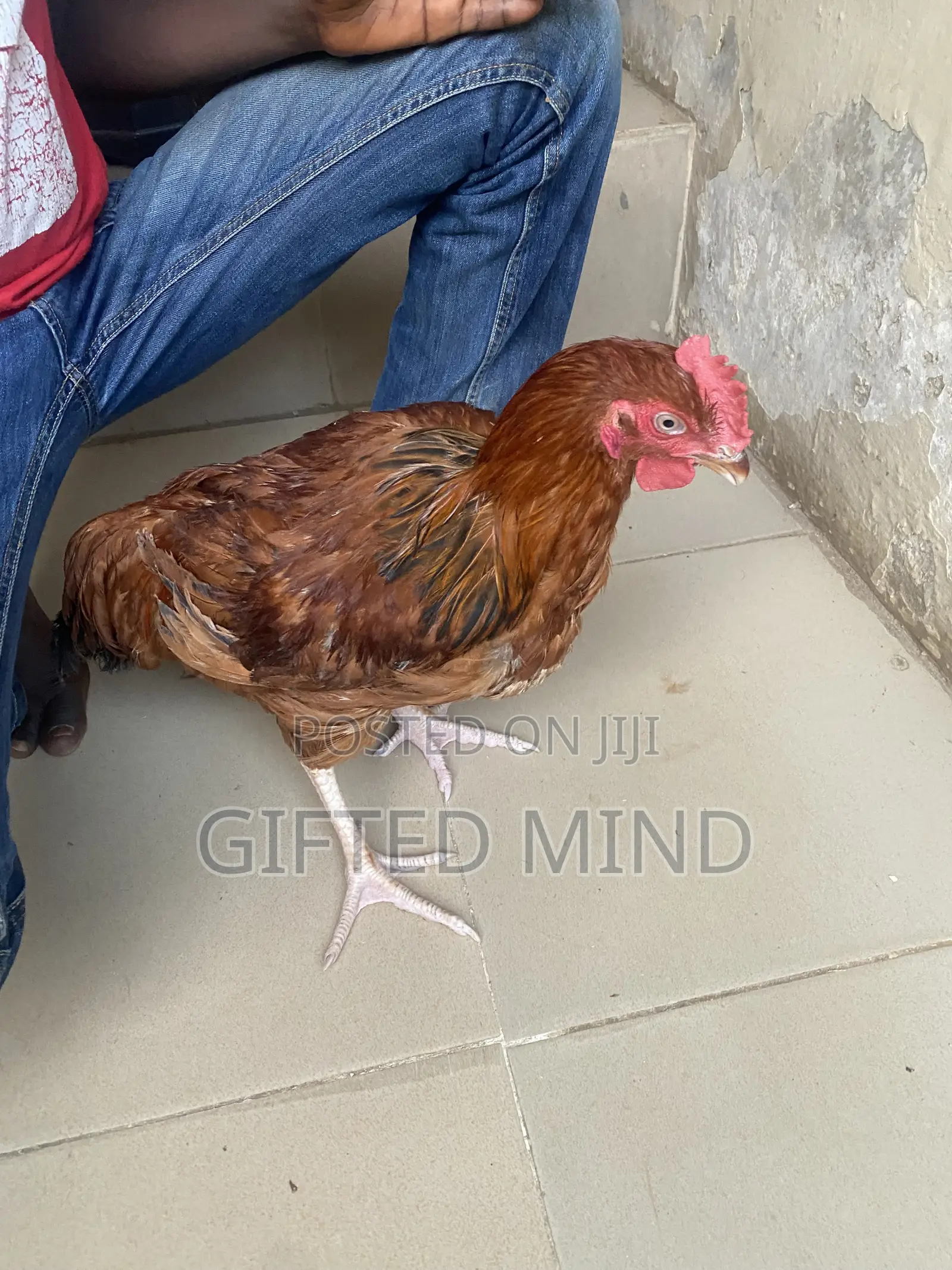 Live Noiler Chickens