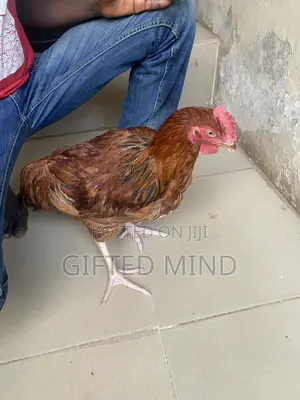 Live Noiler Chickens