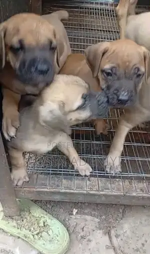 1-3 months Female Purebred Boerboel