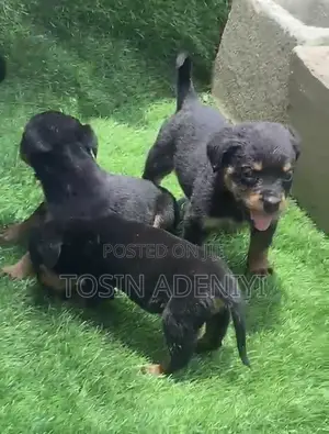 1-3 months Female Purebred Rottweiler