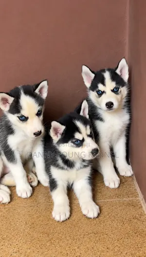 1-3 months Female Purebred Siberian Husky