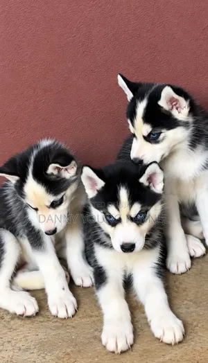 1-3 months Female Purebred Siberian Husky