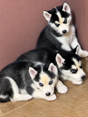 1-3 months Female Purebred Siberian Husky