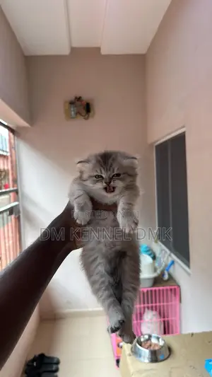 1-3 months Male Purebred Persian