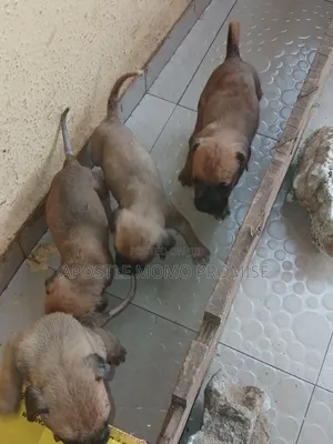 1-3 months Male Purebred Boerboel