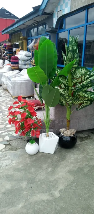 Good Color Flower at Affordable Price