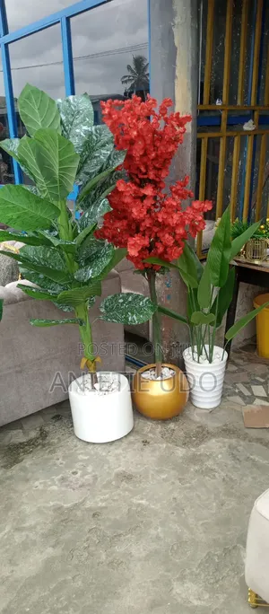 Beautiful Flower at Affordable Price