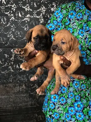 1-3 months Female Purebred Boerboel