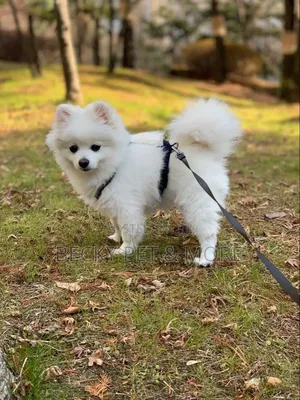 1-3 months Female Purebred American Eskimo