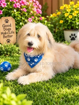 1+ year Male Purebred Lhasa Apso