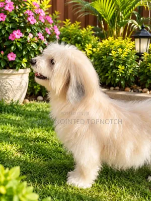 1+ year Male Purebred Lhasa Apso